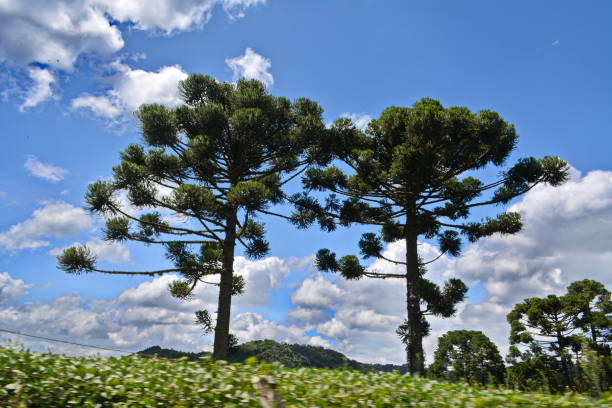 istock Campo Alegre landscapes 1210363153