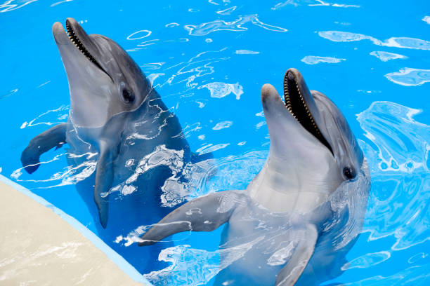 istock happy smiling bottlenose dolphin playing in blue water in sea 1210363518