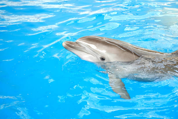 istock happy smiling bottlenose dolphin playing in blue water in sea 1210363533