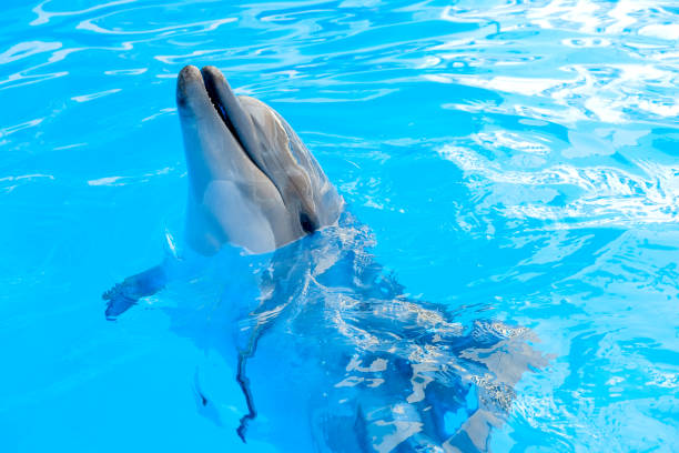 istock happy smiling bottlenose dolphin playing in blue water in sea 1210363539