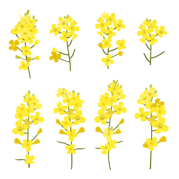 illustrazioni stock, clip art, cartoni animati e icone di tendenza di fiori di colza isolati su sfondo bianco. elementi di design di brassica napus blossom, illustrazione vettoriale - rape oil