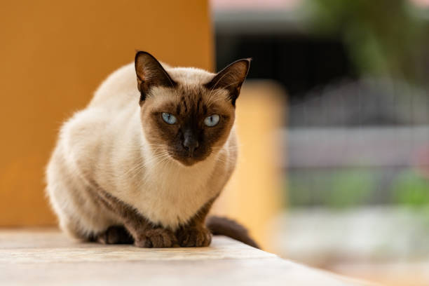 istock Wichien Maat cat sitting on a bench looking straight 1210364324