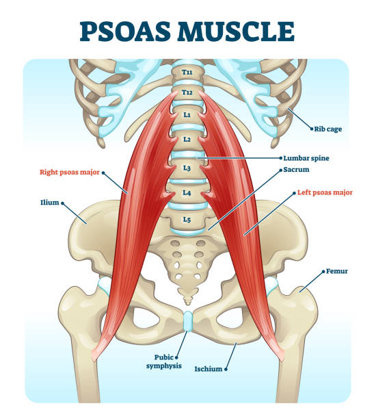 psoas muskel medizinische vektor illustration diagramm - ischium stock-grafiken, -clipart, -cartoons und -symbole