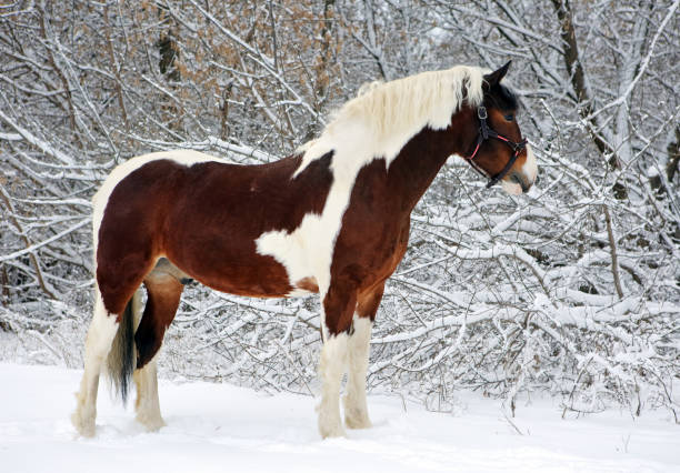 hermosa pintura tinker pony caballo en el parque de nieve de invierno - draft horse fotografías e imágenes de stock