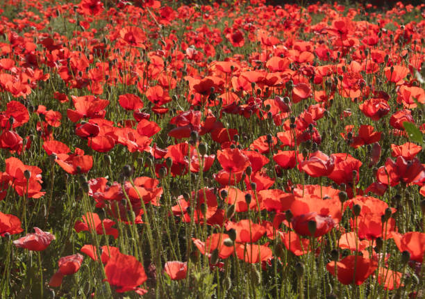 istock Natural red poppies of the field 1210364962