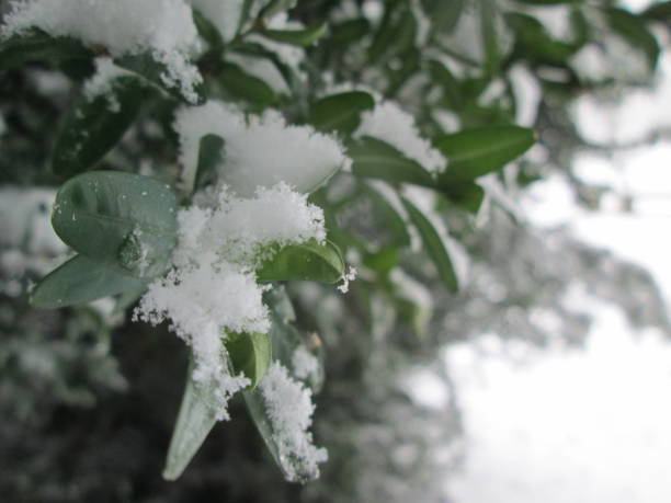 istock Snowy Vitoria-Gasteiz 1210366096
