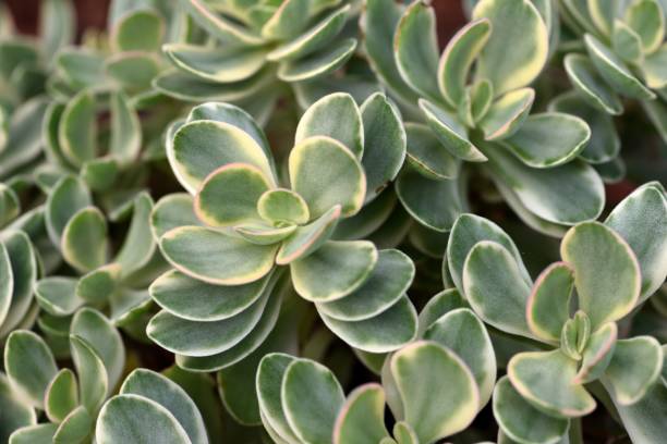 Crassula Moneymaker The succulent leaves of the Jade plant. jade plant stock pictures, royalty-free photos & images