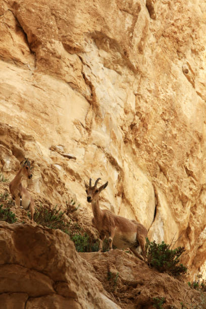 istock Ibex. Ein Avdat National Park. Negev Desert. Ein Avdat. Negev. Israel. Middle East. 1210370392