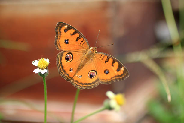 Beautiful brown batik butterfly flying on little wild grass flower. Butterfly wings, outdoor butterfly insect, Nature background butterfly. Butterfly insect in nature. Nature insect butterfly on plant leaf. Butterfly in nature . Butterfly insect.