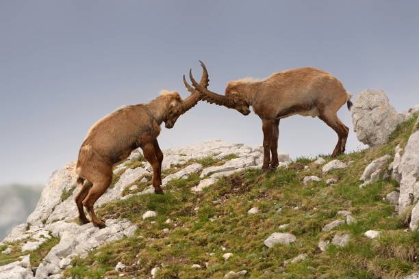 istock Alpine ibex - Capra Ibex pasturing and mating and dueling in Slovenian Alps. Typical horned animal of the high mountains. 1210370797