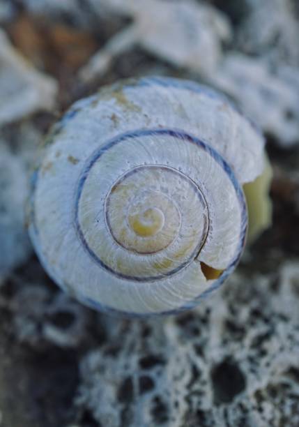 istock white snail on the ground in the nature 1210372060