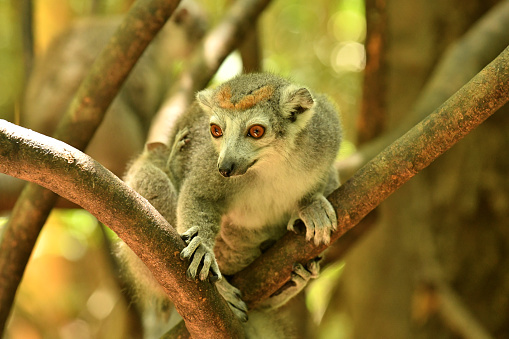 a Lemur rests in a tree of a forest in Northern Madagascar