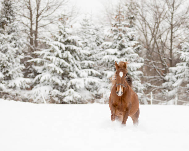 istock Horse running in snow 1210374077