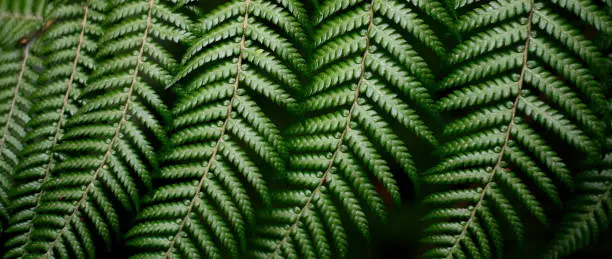 Photo of Banner. Perfect natural fern pattern. Beautiful background made with young green fern leaves. Beautiful natural green color.