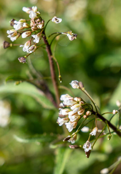 istock Dog venom flowers in spring 1210374179