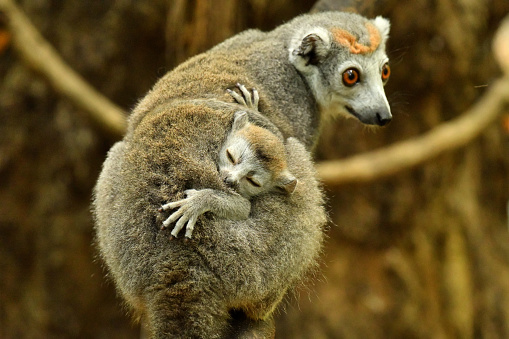 wild madagascar lemurs in their natural habitat