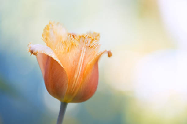 istock Tulip head on a beautiful natural background. Delicate spring image. Selective soft focus. 1210374317
