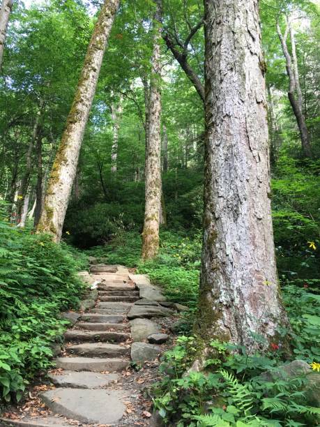 istock Stairway to heaven 1210376748