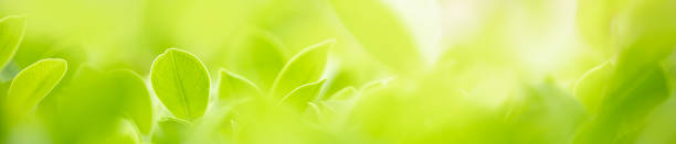 istock Close up beautiful nature view green leaf on blurred greenery background under sunlight with bokeh and copy space using as background natural plants landscape, ecology cover concept. 1210376853