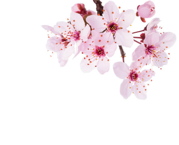 Branch of Sakura isolated on a white background.  Close-up. Branch of Sakura isolated on a white background.  Close-up. inflorescence photos stock pictures, royalty-free photos & images