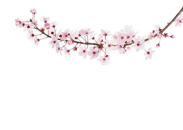 Branch of Sakura isolated on white background. Branch of Sakura isolated on white background. oriental cherry tree stock pictures, royalty-free photos & images