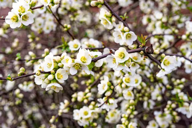 Blackthorn Blossom - Prunus spinosa - Schlehdorn as background