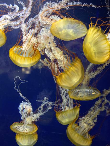 istock Floating painfully but beautiful 1210377519