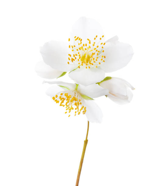 istock White flowers of Jasmine's (Philadelphus)  isolated on white background. 1210377922