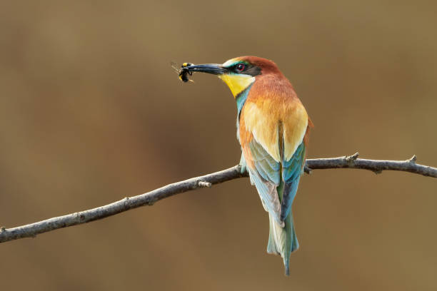 istock Bee-eater bird perched on a twig in nature with a bumblebee in its beak 1210377984