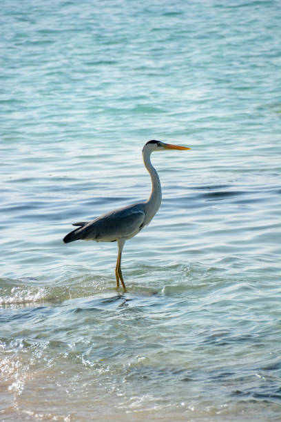 istock heron on the seaside 1210377996