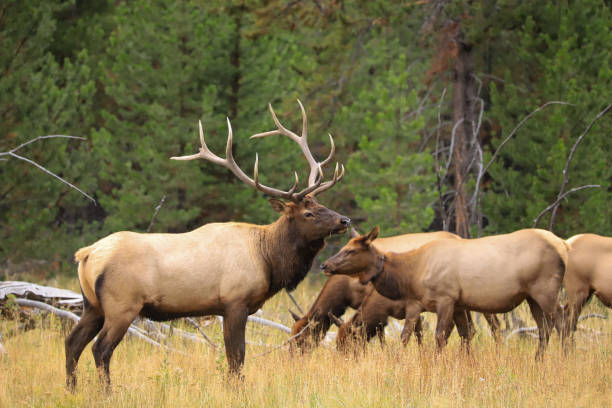 istock Bull elk with harem in Yellowstone National Park 1210378271