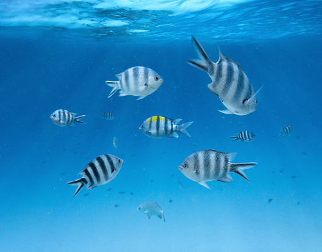 Group of zebra fishes swimming in the sea (Zanzibar island).