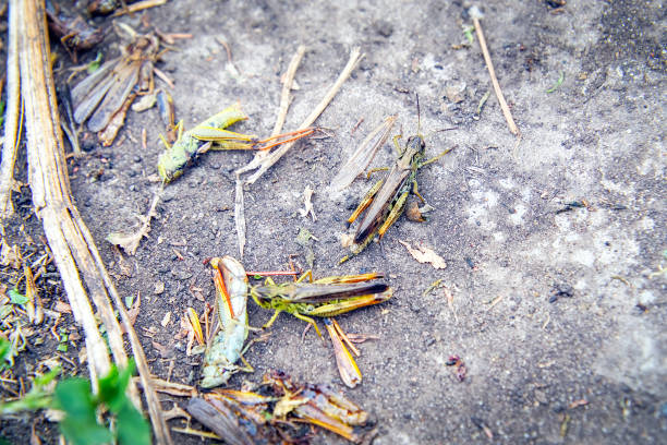 locusts on the ground. macro, close-up. locust invasion - locust invasion imagens e fotografias de stock