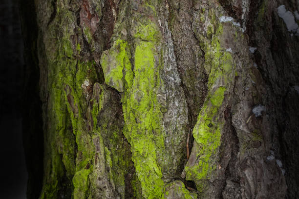 ciemna tekstura fantasy szara kora drzewa pokryta zielonym mchem urzekającym leśnym tłem tapety dla koncepcji projektowej dzikiej przyrody - mobilestock horizontal branch tree trunk zdjęcia i obrazy z banku zdjęć