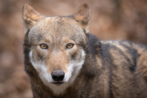 A portrait of a red wolf in Asheboro, NC, United States