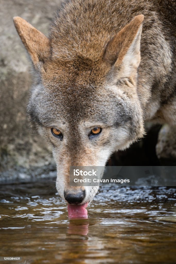 A Red Wolf Drinking Water A Red Wolf Drinking Water in Asheboro, NC, United States Red Wolf Stock Photo