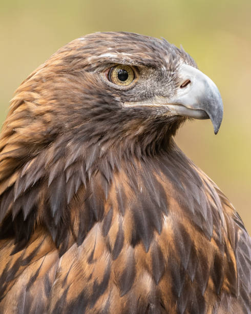 istock A Portrait of a Golden Eagle 1210384537