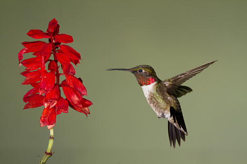A Ruby-throated Hummingbird Hovering in front of a Flower in Tobaccoville, NC, United States