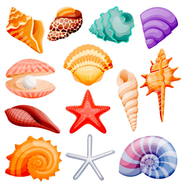 ilustraciones, imágenes clip art, dibujos animados e iconos de stock de colección seashells. ilustración vectorial de dibujos animados planos. elementos de diseño de viajes de verano, aislados sobre fondo blanco - echinoderm