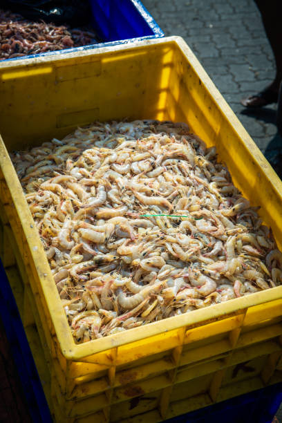 istock Fish market in Mumbai 1210385611