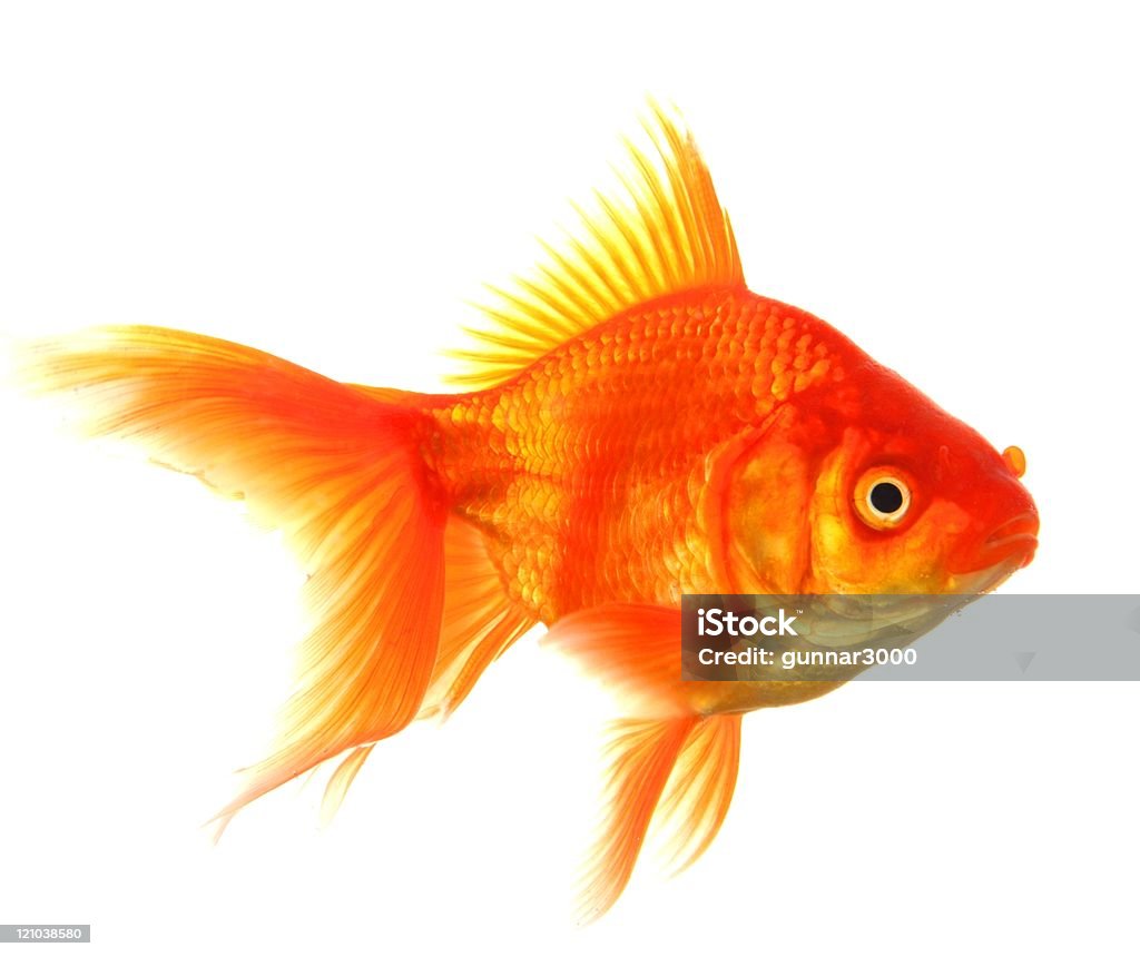 goldfish  Animal Stock Photo