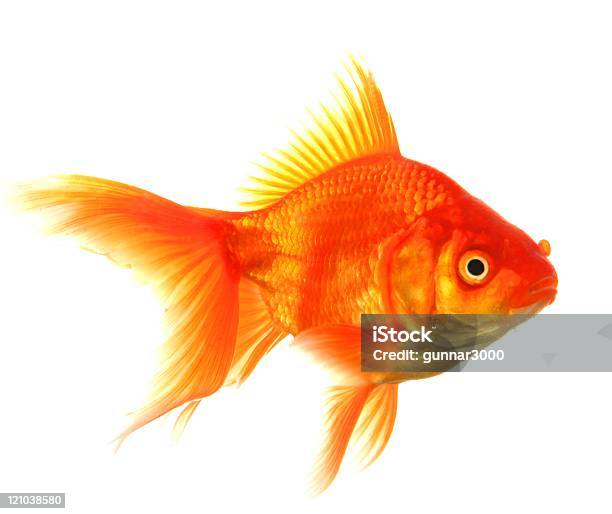 Goldfish Stock Photo - Download Image Now - Animal, Color Image, Cut Out