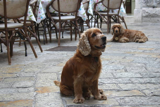 istock Dog on a terrace 1210388591