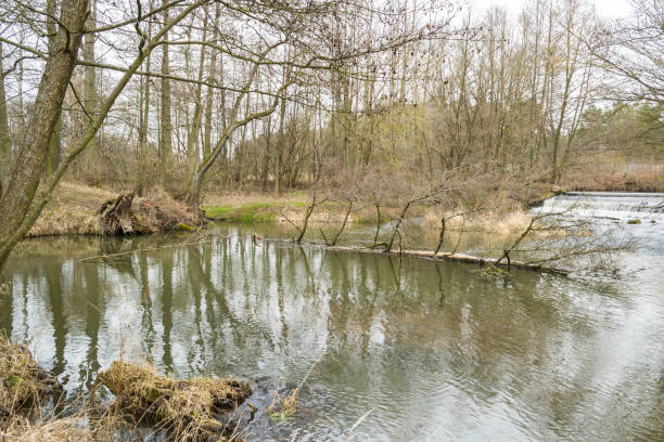 istock A small, wild river in central Poland. 1210388909