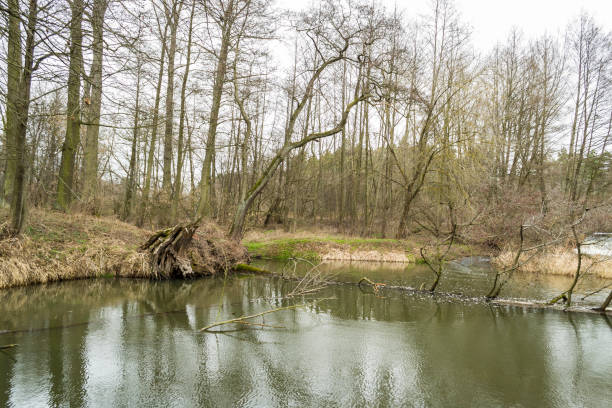 istock A small, wild river in central Poland. 1210388914