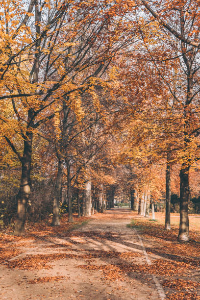 istock Orange trees in a park of Berlin 1210389034