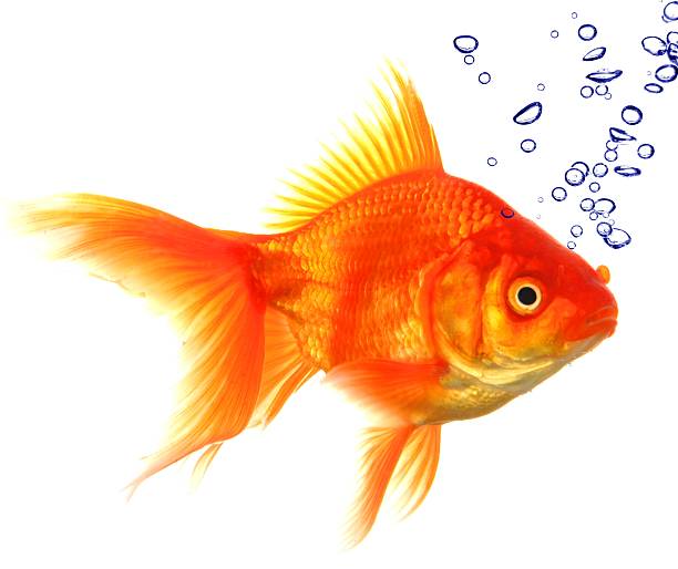 Cтоковое фото Золотая рыбка
