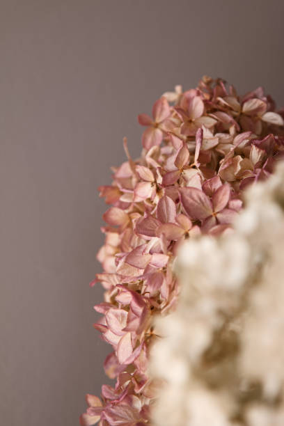 istock Dry Pinky Winky and Incrediball hydrangea flowers 1210390355