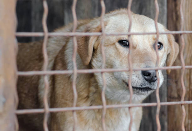 istock mongrel dog in a cage close up 1210390419