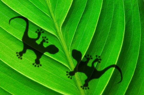 istock green jungle leaf and gecko 121039102